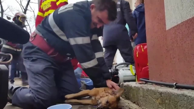 Румынский пожарный спас жизнь собаке, сделав ей искусственное дыхание и массаж сердца