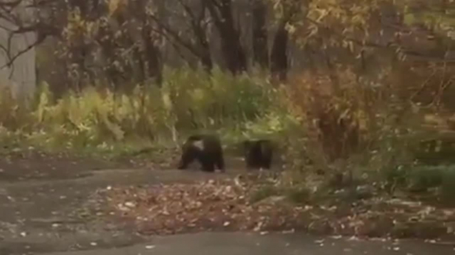 Медведица напала на мужчину возле школы на Камчатке