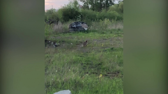 Видео: в Полежаевском парке петербуржцы заметили лису