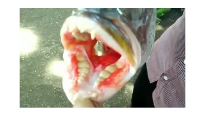 Рыбаки поймали морское чудище с человеческими зубами 
