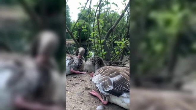 Серые гуси из Ленинградского зоопарка устроили банный день