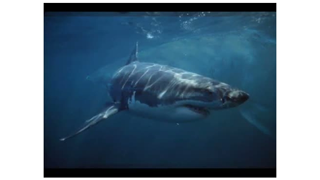В Приморье акулы продолжают охотиться на людей