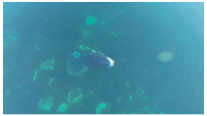 Уникальное видео "SPA процедур" гренландского кита появилось в интернете