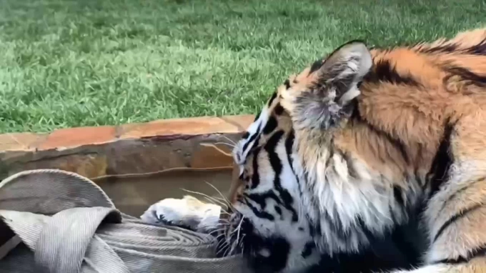 Тигр Зевс из Ленинградского зоопарка получил в подарок пожарный шланг