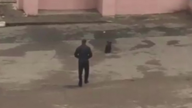 Видео из Читы: Во дворе жилого дома гулял медвежонок