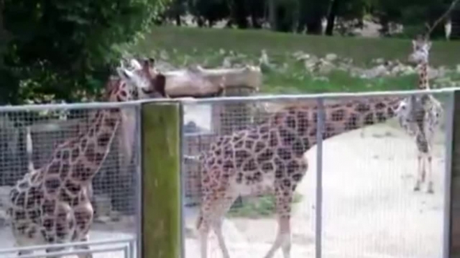 Жирафа из Калининградского зоопарка скормят львам