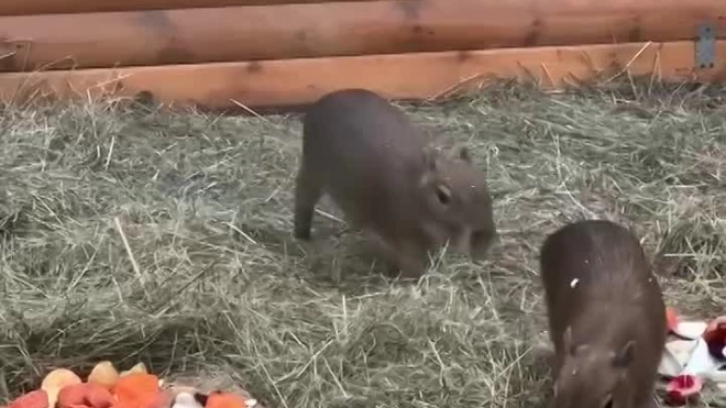 В Ленинградском зоопарке показали, как обедают новорождённые капибары