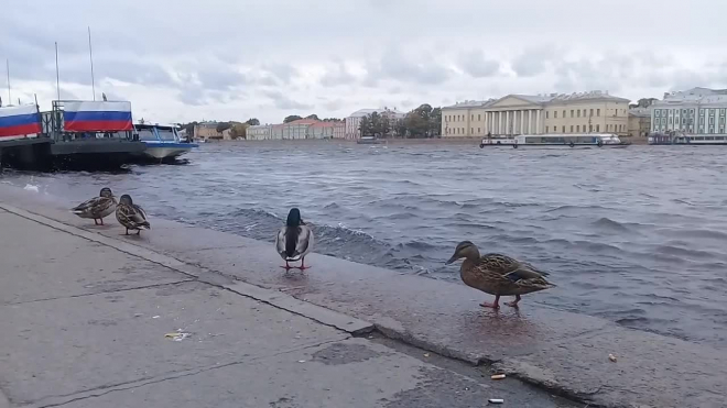 Видео: в Петербурге начал повышаться уровень воды в Неве