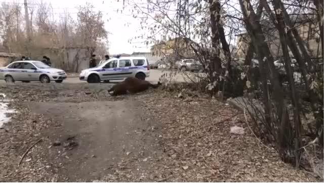 В центре Иркутска застрелили агрессивного быка 