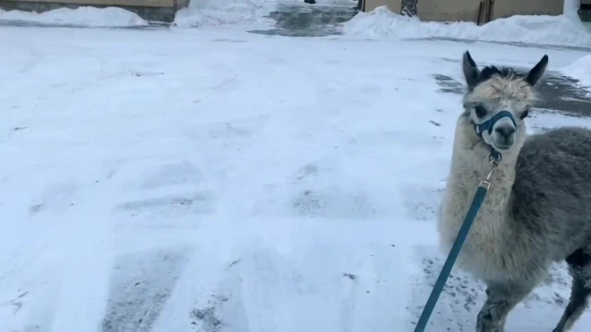 В Ленинградском зоопарке альпака Шарлотка впервые увидела снег