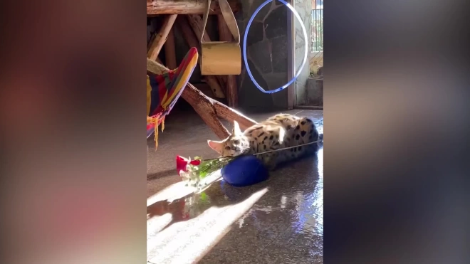 В Ленинградском зоопарке показали, как животные играются с цветами на 1 сентября