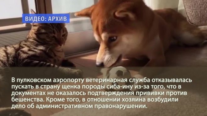Умиленные ветеринары отказались пускать в Петербург мимимишного щенка сиба-ину