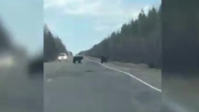 Видео из Приамурья: три медведя вышли на прогулку по трассе
