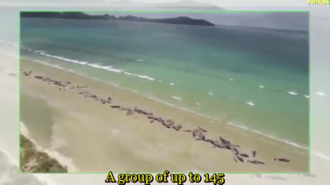 На берег в Новой Зеландии выбросились 145 дельфинов, большинство погибли
