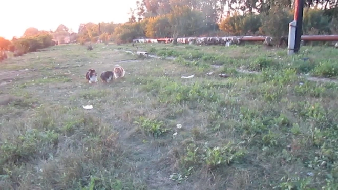 мои "шелтики "!