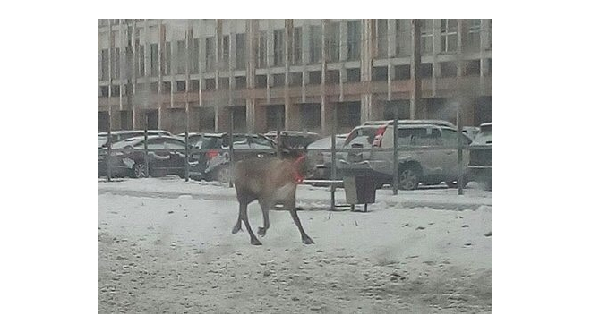 "Рога отрастил, всё можно?": как петербуржцы оленя в городе ловили