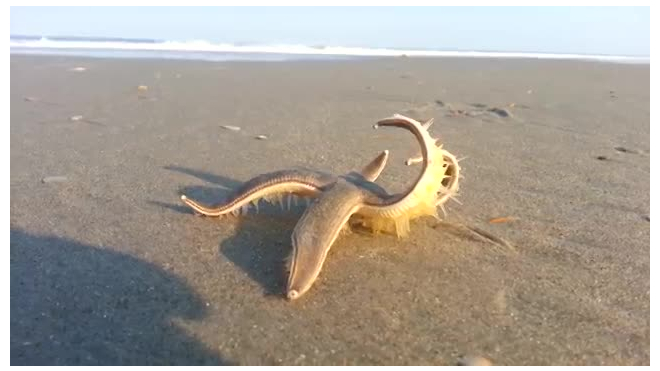 Уникальные кадры из Северной Каролины: Морская звезда бодро "бегала" по суше