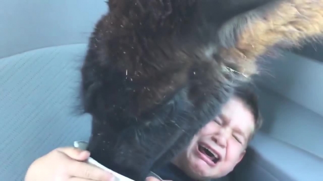 Смешное видео: голодные ламы атаковали авто в США