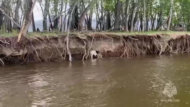 Сотрудники МЧС Тувы спасли ягненка из реки