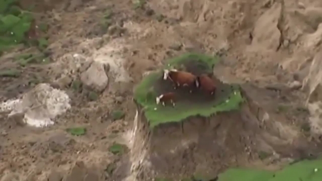 Видео после страшного землетрясения: коровы выжили, но застряли на "острове" 