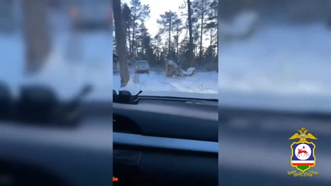 В Якутии полицейские выявили браконьера, при помощи капканов незаконно добывшего шесть соболей