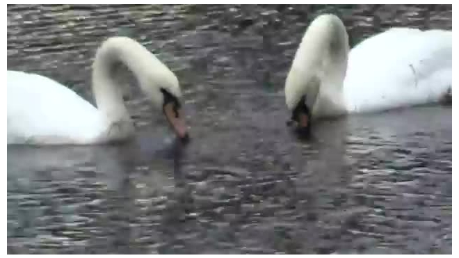 Лебеди из Летнего сада неохотно вернулись зимовать в зоопарк