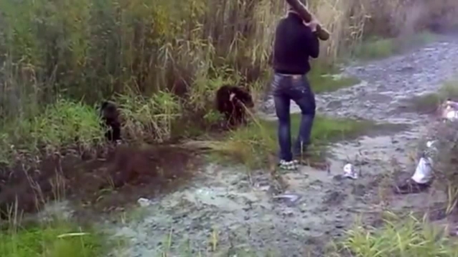  В интернет попало видео: пьяный мужчина убил трубой медвежонка в Югре, полиция ищет злоумышленника