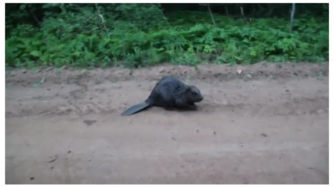 Нападение бобра на человека