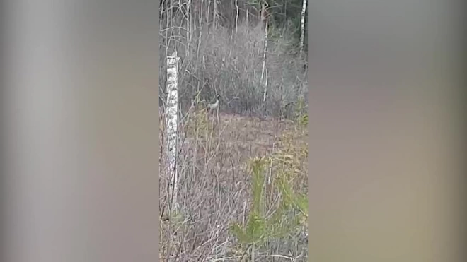 Поющих журавлей сняли на видео в лесу Ленобласти