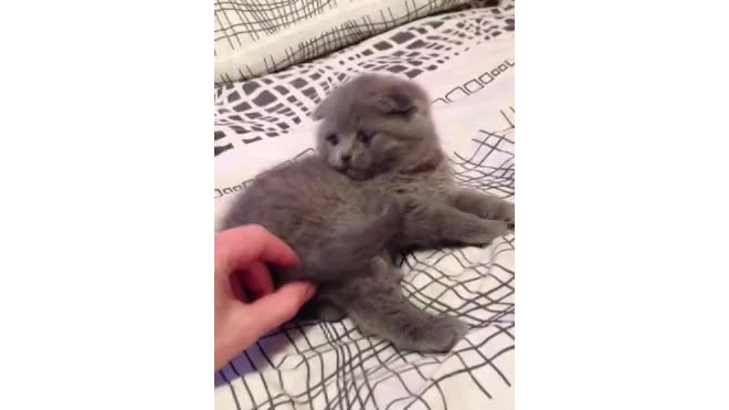 кошак