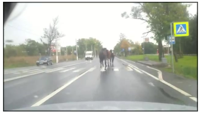 Видео: испуганные лошади несутся по Петергофскому шоссе 