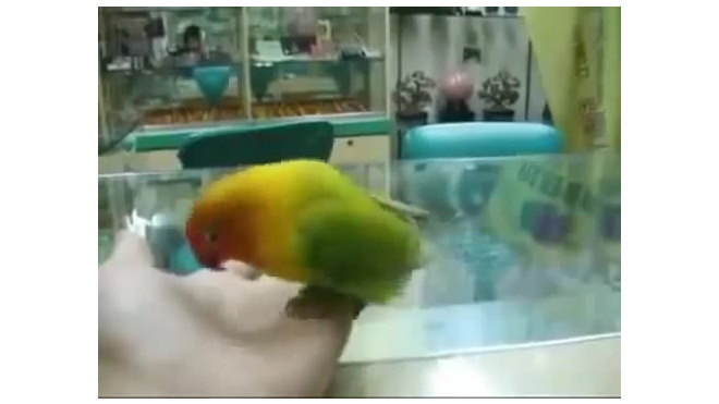 Попугай имитирует секс
