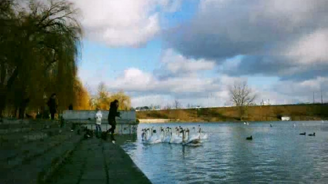 Swans