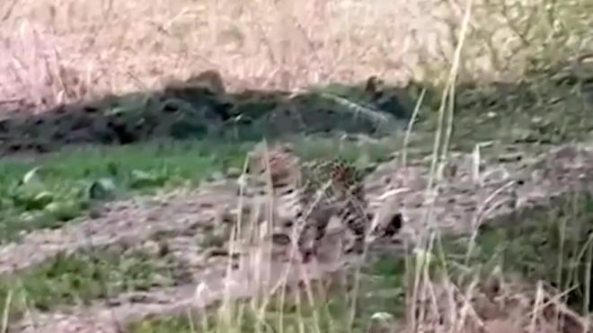 В Приморье краснокнижный дальневосточный леопард вышел к частному дому