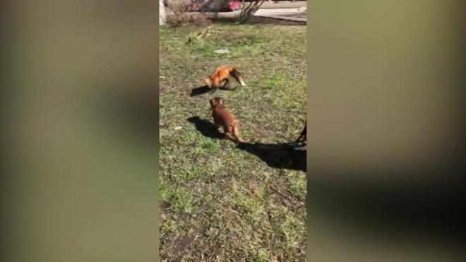 Видео: на детской площадке в Шушарах гуляет лиса
