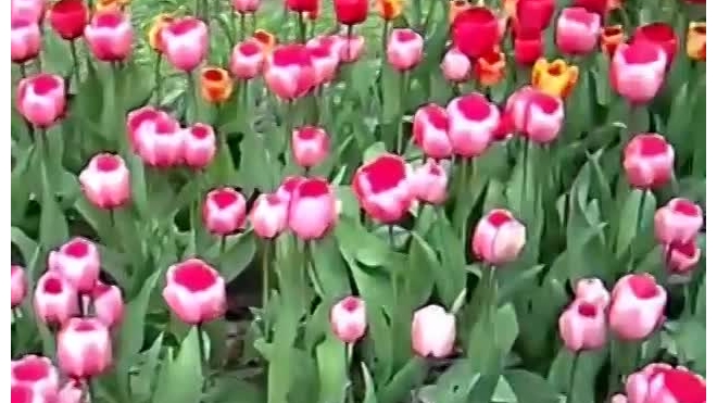 В Петербурге на фестивале тюльпанов показали 120 сортов цветов