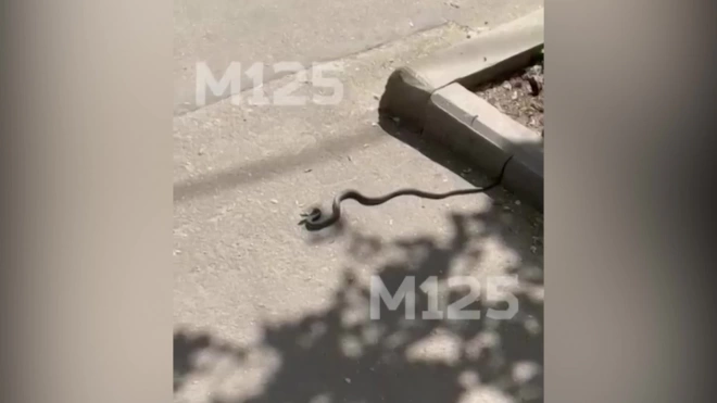 Змея выползла к подъезду московской многоэтажки и попала на видео
