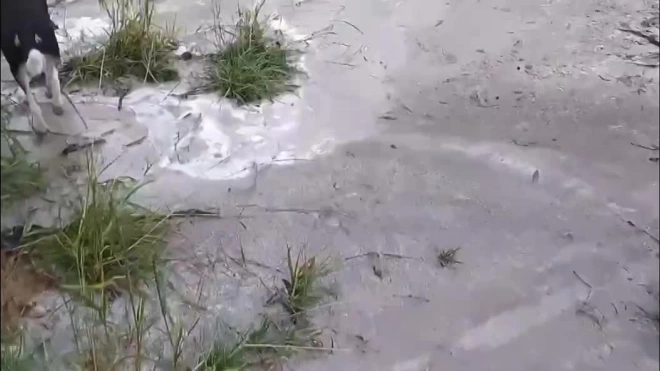 Видео: цемент вновь затопил реку Каменку в Приморском районе