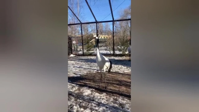 Пара японских журавлей наслаждается солнцем в Ленинградском зоопарке