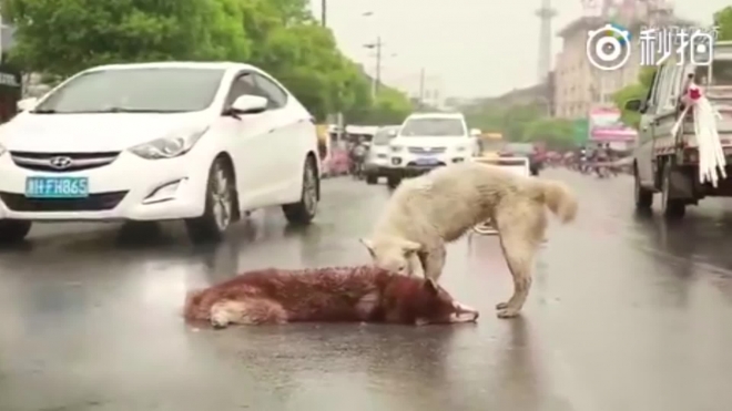 Душераздирающее видео из Китая: Собака пытается оживить своего сбитого друга хаски (18+)