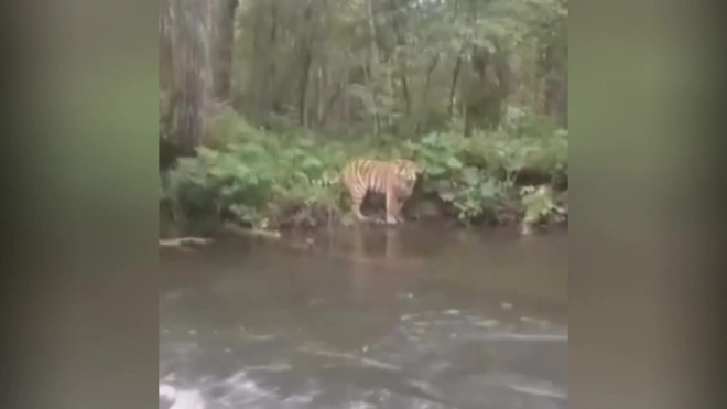 Житель Приморья встретил тигра во время рыбалки