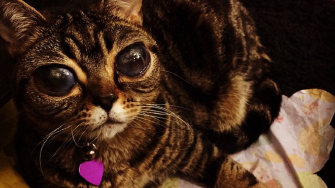 Хозяева "кошки-инопланетянки" собрали деньги на операцию и сделают ей нормальные глаза