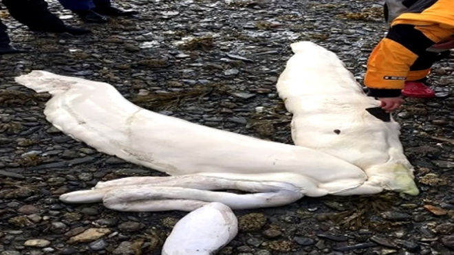 На отдаленный пляж Аляски вынесло морское чудовище