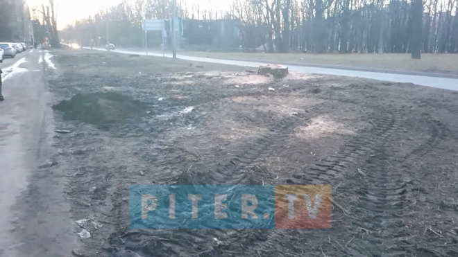 Видео: петербуржцы пожаловались на бессмысленную вырубку деревьев в Красносельском районе