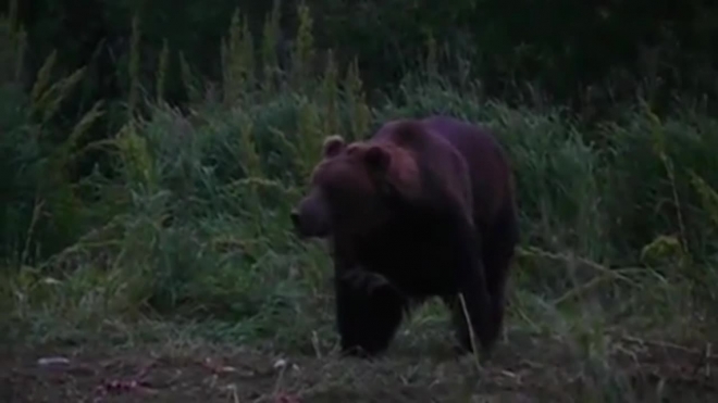 В Томской области мужчина подрался с медведем на свалке и огрел косолапого системным блоком компьютера