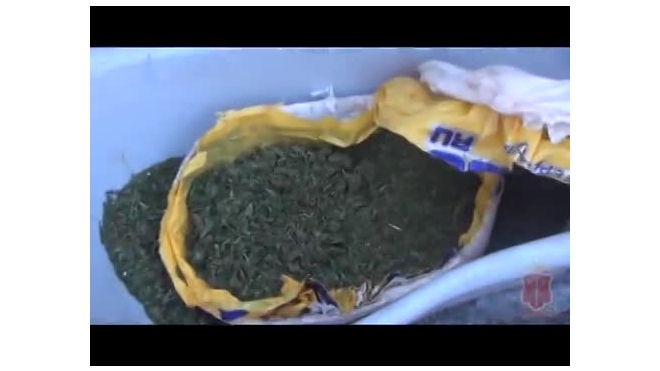 В Петербурге взяли группу наркоторговцев с 800 килограммами веществ