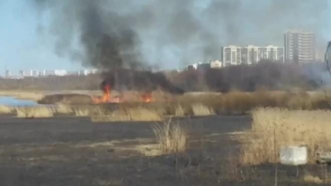 Видео: в Приморском районе горит камыш на фоне "Лахта Центра" 
