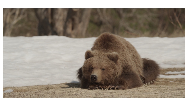Хит-кино: Медведи, ужасы и первая любовь
