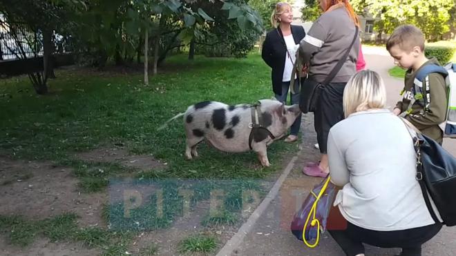 В сквере Галины Старовойтовой заметили пятнистую свинью