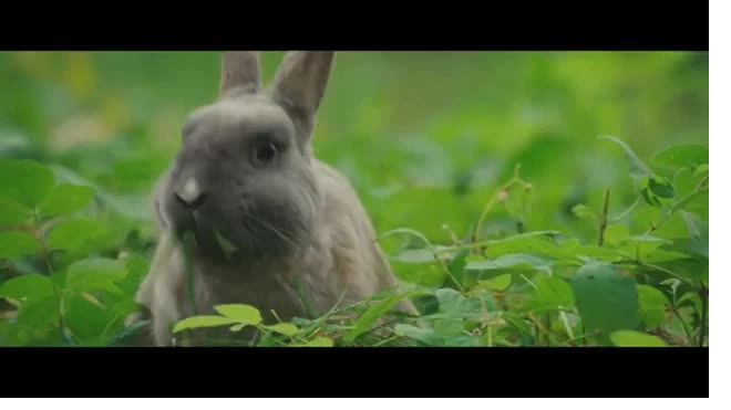 Вышел русский трейлер фильма "Бемби. История жизни в лесу"